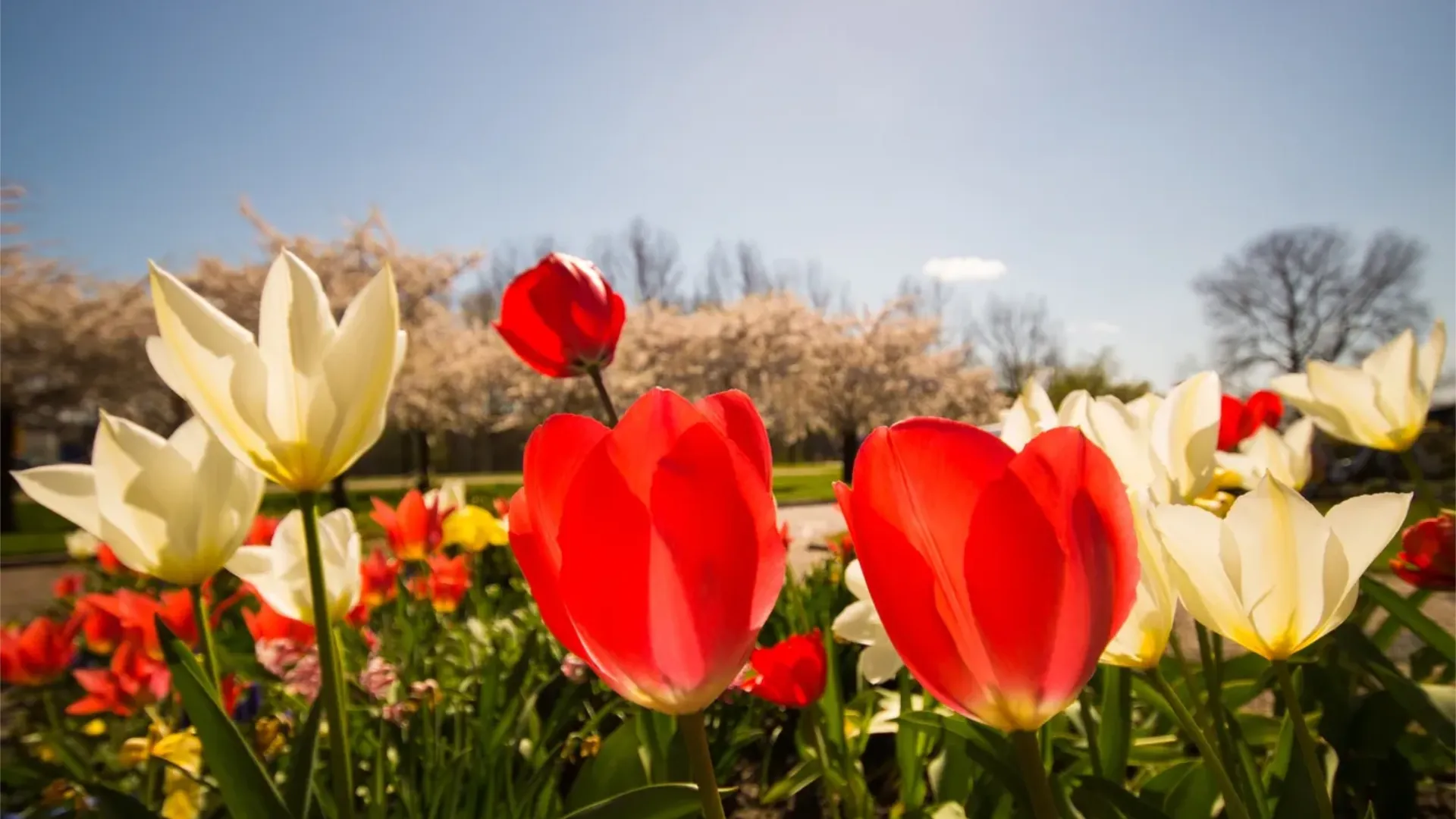 Spring Flowers